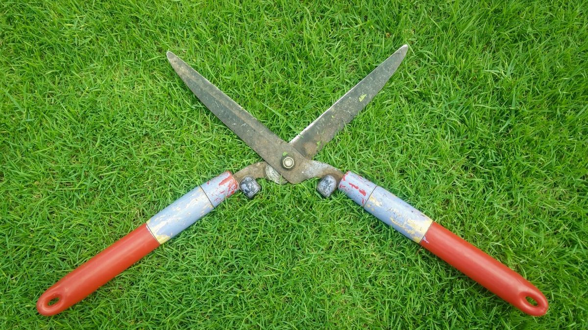 Shears on the green field for cutting grass background Work in the garden pruning shears work on the green grass closeup garden scissors steel Top view of secateurs colorful lawn tools for work