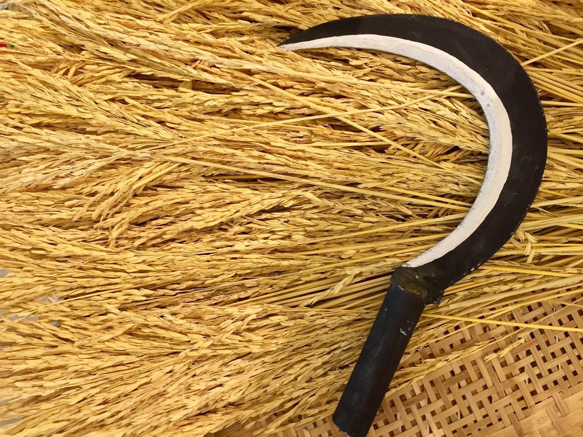 Sickle on rice straw, agricultural harvest.